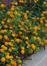 New Gold lantana is a vigorous and low growing and trailing plant with outstanding golden-yellow flowers. (Photo by MSU Extension/Gary Bachman)