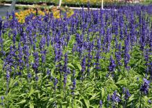 Although perennial salvias tend to be more subdued than annual varieties, Victoria Blue salvia is worth planting. It displays rich, deep blue flowers on spikes all summer. (Photo by MSU Extension/Gary Bachman)