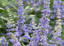 Vitex flower spikes can reach 18 inches long. During the initial flush, the show of flowers may resemble a hazy blue or purplish cloud. (Photo by MSU Extension/Gary Bachman)