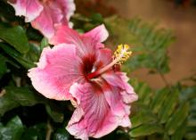 Cajun hibiscuses such as this Hotsy Totsy are tropical plants with exciting colors. Blooms can exceed 9 inches across, and foliage is dark green and glossy. (Photo by MSU Extension/Gary Bachman)