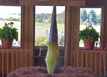 Spike is a 9-year-old, 63-inch-tall rare titan arum about to bloom. Although originally from Indonesia, this one is grown at the Mississippi State University research station in Poplarville. (Photo by MSU Extension/Gary Bachman)