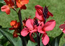 Canna lilies are valued for their tropical foliage and showy flowers. The flowers of this Cannova Rose, about 3 to 4 inches across, are held high above lush foliage. (Photo by MSU Extension/Gary Bachman)
