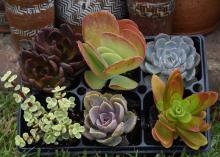 Succulents, plants with soft, juicy leaves and stems, are good choices for low-water-use gardening. (Photo by MSU Extension Service/Gary Bachman)