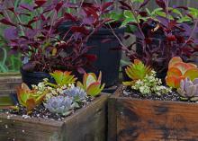 Since many succulents are from frost-free regions, planting in containers makes them easy to bring inside during cold weather. (Photo by MSU Extension Service/Gary Bachman)