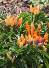 Ornamental peppers typically have peppers in various stages of coloration on the same plant. The best show is late summer through fall, as seen on these NuMex Easter plants. (Photo by MSU Extension/Gary Bachman)
