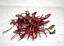 Beet bull blood is a common microgreen with red foliage. Fresh seed is required to be successful growing microgreens at home. The plants have a variety of uses but do not require a lot of space. (Photo by Gary Bachman/MSU Extension Service)