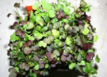 Microgreens such as the mix pictured are rich in phytonutrients and grow quickly indoors with minimal effort on a windowsill or under lights. (Photo by Gary Bachman/MSU Extension Service)