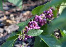 Beautyberries come in more colors than purple. Welch’s Pink has pastel pink berries that whiten in the fall. (Photo by MSU Extension/Gary Bachman)