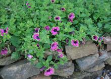 Even flowers perform well in raised beds, such as these Pretty Much Picasso Supertunias growing over a bed lined with fieldstone. (Photo by MSU Extension/Gary Bachman)