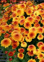 Fall mums are a useful bridge crop between summer and fall. They can be treated as seasonal annuals to provide an easy and reliable display of color for the in-between period. (Photo by MSU Extension/Gary Bachman)