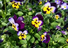 The Sorbet series of violas, such as this Midnight Glow selection, resist stretching and stay compact through winter and even as temperatures rise in the spring. (Photo by MSU Extension/Gary Bachman)