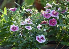 Dianthus is a great choice for fall garden color. This bicolor Telstar Pink picottee selection is perfect for mass planting in the landscape. (Photo by MSU Extension/Gary Bachman)