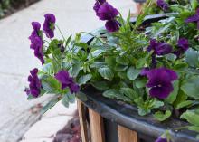 Cool Wave pansies are more vigorous than standard pansy varieties and have a trailing growth habit that makes them ideal for filling landscape beds or spilling from hanging baskets. (Photo by MSU Extension/Gary Bachman)