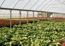 Poinsettias naturally change color in the short days of winter in their native Mexico, but greenhouses use shade cloth to block light and trick the plants into turning color in time for Christmas. (Photo by MSU Extension/Gary Bachman)