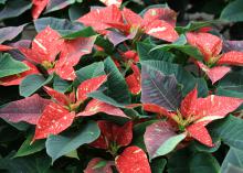 Red poinsettias are the traditional choice for many holiday gardeners, but other possibilities include these Jingle Bells poinsettias. (Photo by MSU Extension/Gary Bachman)