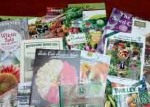 Nothing beats looking at displays of beautiful plants in the garden center, but an advantage of ordering from catalogs is getting exactly the variety you want and maybe even trying news ones. (Photo by MSU Extension/Gary Bachman)