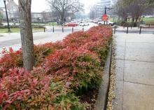 These dwarf Firepower nandinas are mass planted on the Mississippi State University campus in Starkville, Mississippi. (Photo by MSU Extension/Gary Bachman)