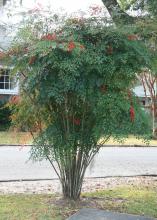 Nandina domestica can grow up to 8 feet tall and makes an excellent specimen plant in a landscape. (Photo by MSU Extension/Gary Bachman)