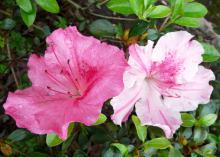 Conversation Piece Azalea is an alternate-season azalea that displays gorgeous flowers in midspring and in the fall. Each plant produces multiple flower colors. (Submitted Photo/LSU AgCenter)
