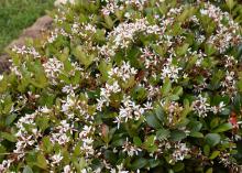 Indian hawthorn produces star-shaped flowers in the spring in clusters held loosely at the ends of branches. Colors range from snow white to light-pastel pink. (Photo by MSU Extension/Gary Bachman)