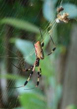 The Golden Silk Orb Weaver is found all along the Gulf Coast, as well as Central and South America. (Photo by MSU Extension/Gary Bachman)