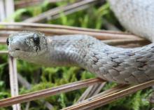 Mississippi is home to 35 species of non-venomous snakes, such as this black racer, which benefit the home landscape by keeping rodent populations in check. (Photo courtesy of Robert Lewis)