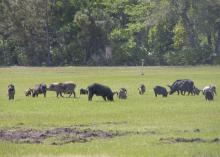 Wild pig herds, such as this one, cause significant damage in a short amount of time by rooting the land. (File photo by USDA APHIS/Carol Bannerman)