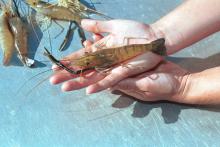 Prawns are best raised in specially designed ponds that can be drained for harvest.