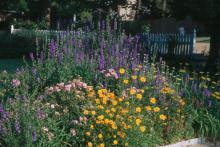 If you want beautiful larkspurs next spring, the time to plant is at hand.