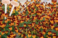 Pansy Orange Jump-up viola