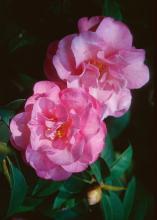Camellias enhance the landscape like no other shrub with their glossy green leaves and exotic looking blooms.