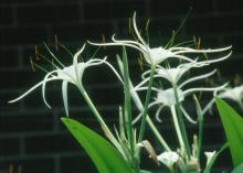 Consider the white, summer-blooming Hymenocallis species.