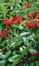 The aucuba is one of the best shrubs for the South, even though it comes from the Himalayas and Japan.