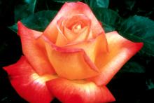 One of this year's All America Rose Selections winners, Love & Peace, is a dead-ringer for a past winner, Rio Samba. Both are reddish-orange and yellow blends offering outstanding beauty for this year's rose gardens.
