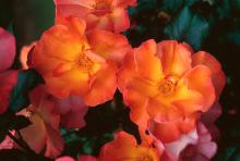 A favorite floribunda, Playboy, is mostly orange with a splash of yellow.