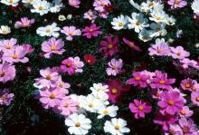 The beautiful, daisy-like flowers and airy fern-like foliage of the cosmos make it an ideal plant for the cottage garden. They are easy to grow from transplants or seeds. Plant now for late summer and fall color.