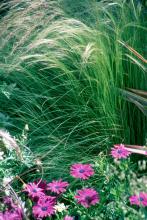 The silky, hair-like blossoms of the Mexican feather grass move gracefully with the gentle breeze. 