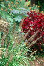 Moudry, a dwarf selection of fountain grass, has beautiful, almost black plumes or flowers and combines well with coleus. The leaves give a nice texture throughout the growing season and wow us with their blooms in late summer and fall.