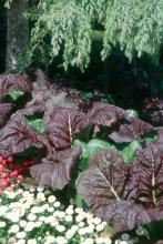 Red Giant mustard offers highly ornamental foliage for the landscape, but can yield tasty greens for the table as well.