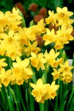 Daffodils prefer sunny locations, although open shade will not prove to be a big detriment.