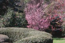 The Okame, a pink hybrid cherry crossed with Prunus incisa, offers additional landscape benefit from fall leaf color. 