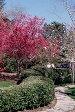 With flower counts in the thousands, the Taiwan cherry is indescribable against the backdrop of green from nearby pines. The spectacular bell-shaped blossoms of this flowering cherry are hard to beat. 