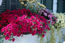 Sweet Dream violet petunias, straw flower and variegated vinca make great companion plantings for this showy window box.