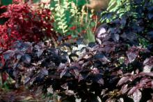 The dark purple foliage of the Purple Knight alternanthera will perform effortlessly for a long season giving incredible beauty to the landscape. Ordinarily reaching 16 to 20 inches in height, gardeners should space these plants 18 to 24 inches apart.