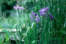 The Japanese iris