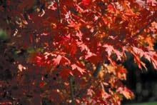 Autumn Blaze maple is a 2003 Mississippi Medallion winner for its outstanding performance in the Hospitality State. These maples are a fast-growing species with spectacular fall color and few insect or disease problems.