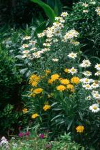 Early Sunrise coreopsis combines wonderfully with the pristine, white flowers of the ox-eye daisy.