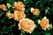Eureka rose plants produce an explosions of color in an unusual gold shade that some call copper apricot. The large flower clusters are widely spaced, which makes this rose a wonderful anchor for a corner of the garden throughout the growing season.