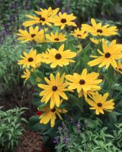 Indian Summer is a gorgeous annual that reaches 42 inches in height and produces its heart out with large, softball-size blooms.