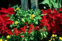 'Vista Red' scarlet sage combined with bush allamanda and red coleus makes for a bright, tropical-looking bed.